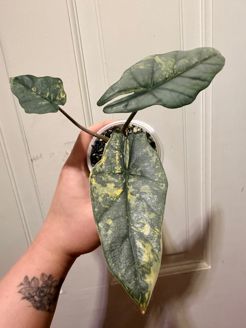 Metalic Blue Aurea Corm – Rare Variegated Alocasia (Canada)