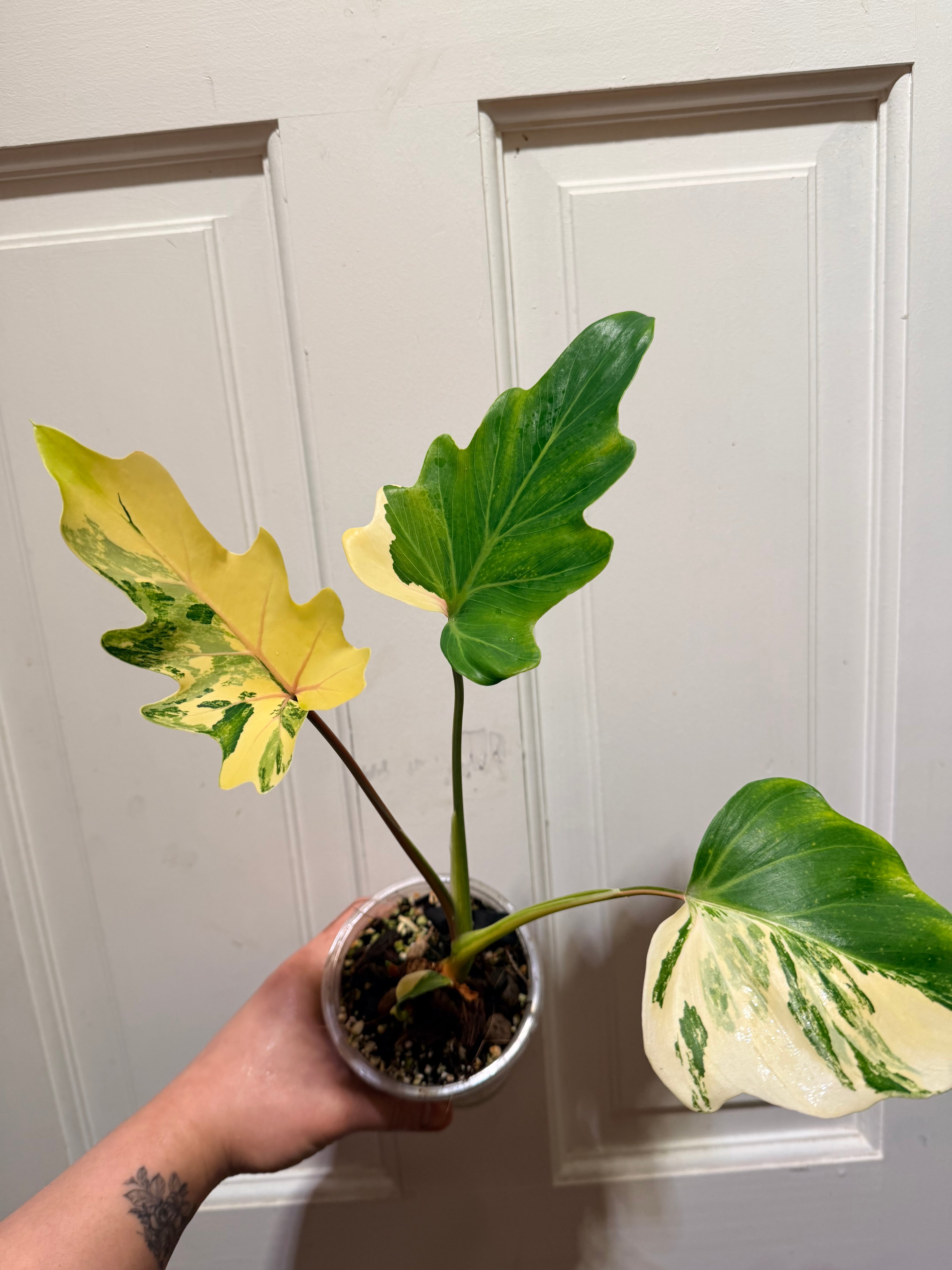 Philodendron Williamsii Variegated