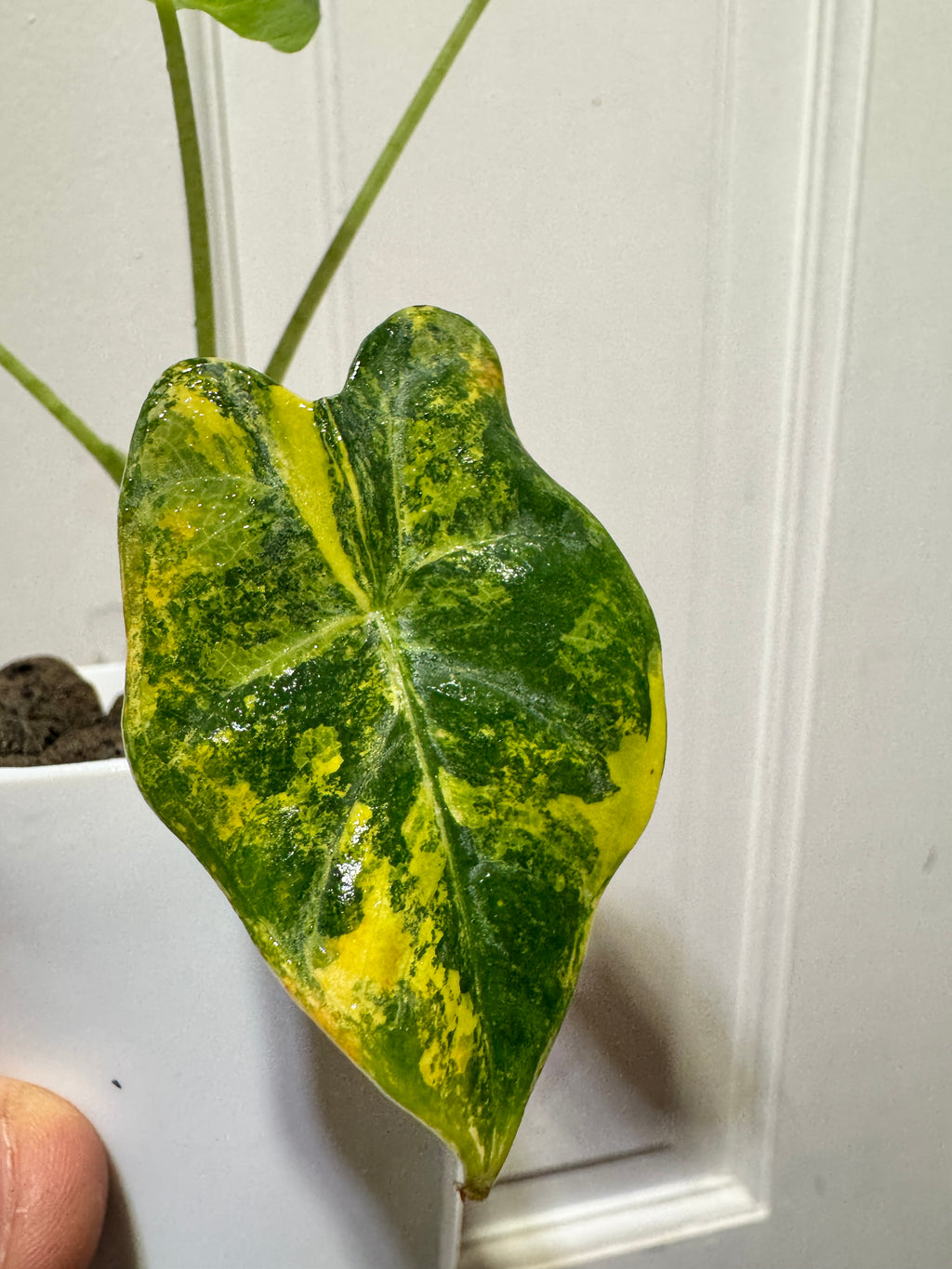 Alocasia Frydek Aurea