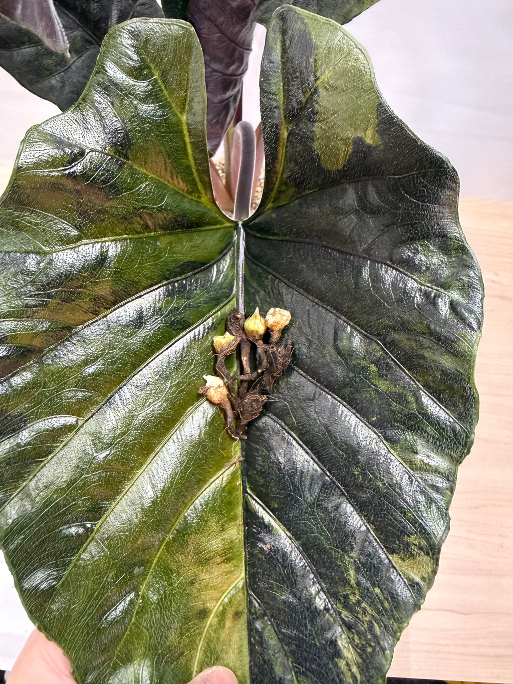 Alocasia Antoro Velvet Aurea Corm