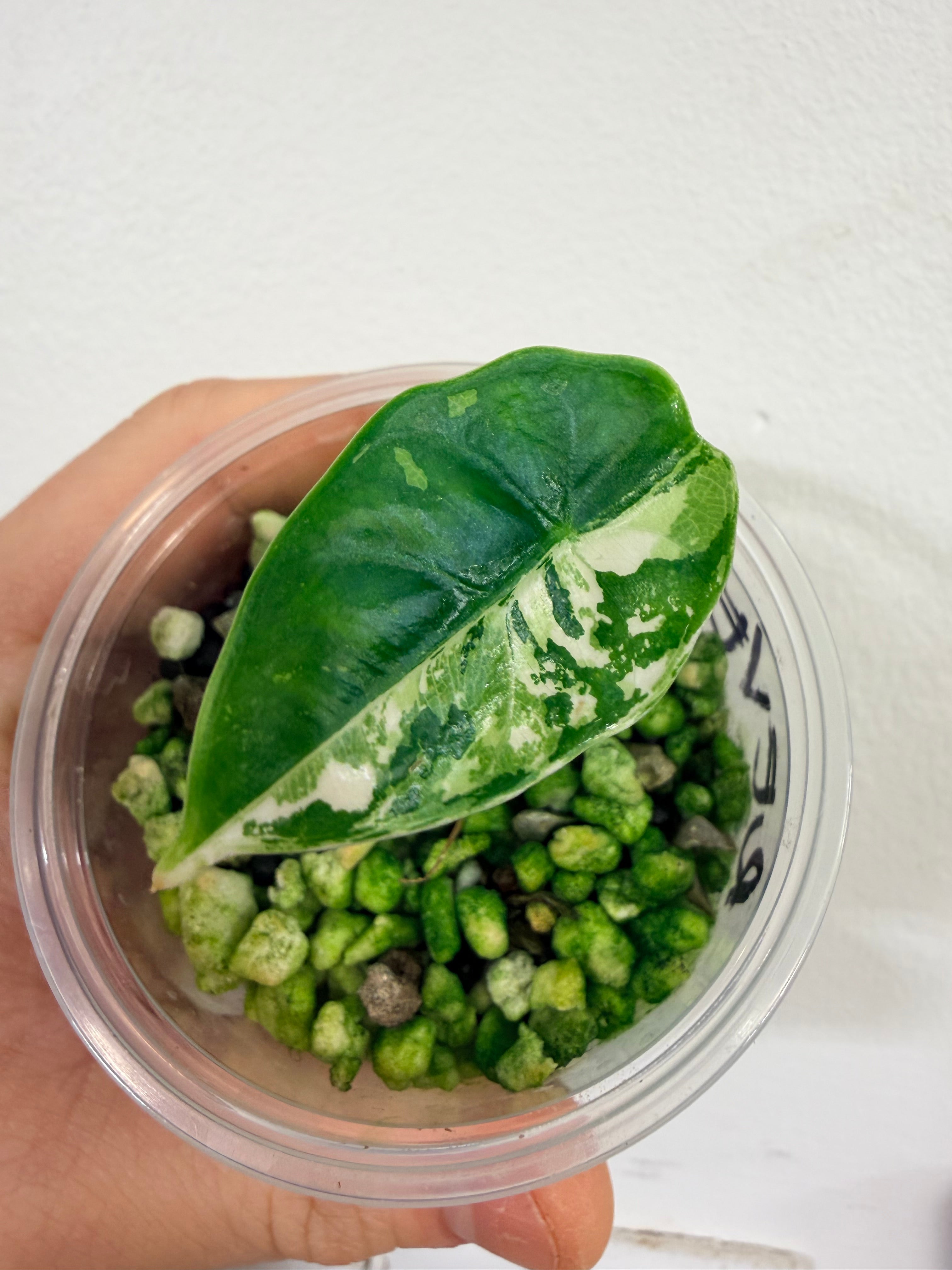 Alocasia Reversa Albo