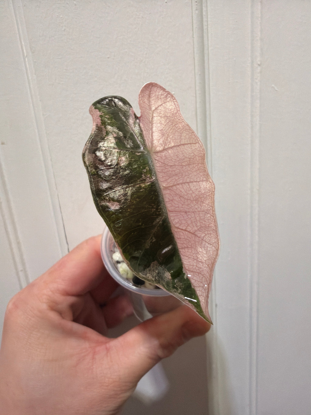 Alocasia Pseudo Sanderiana Pink