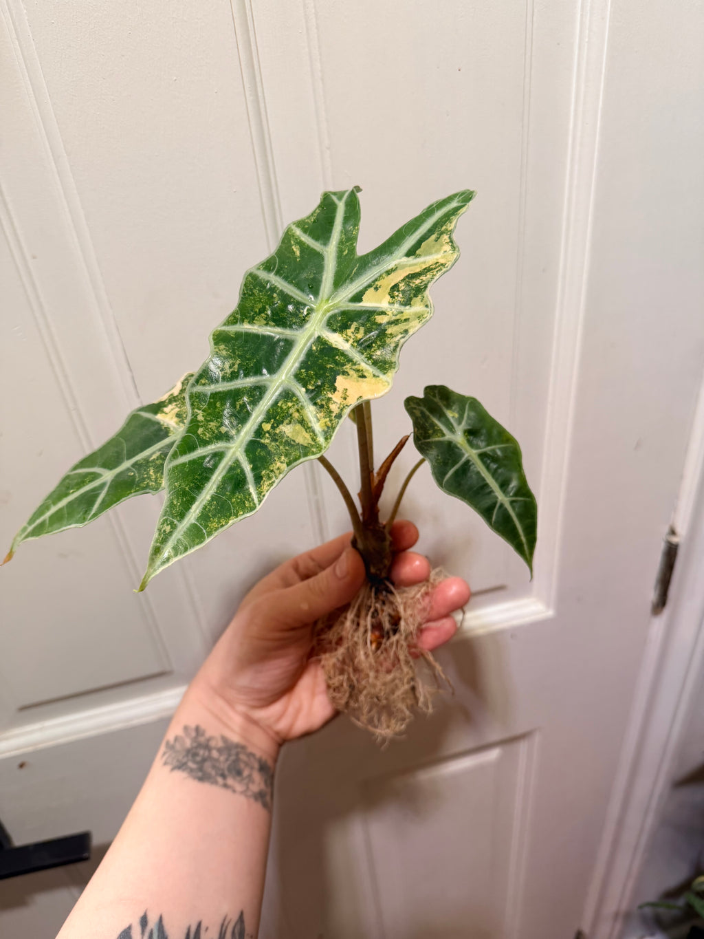 Alocasia Polly Aurea Corm