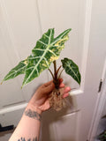 Alocasia Polly Aurea Corm