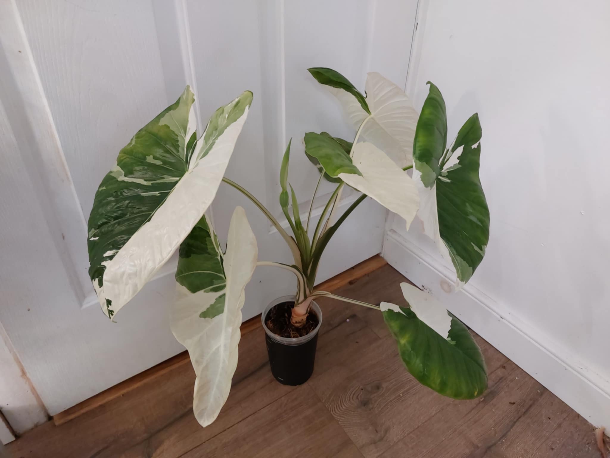 Alocasia Fornicata Albo Corm