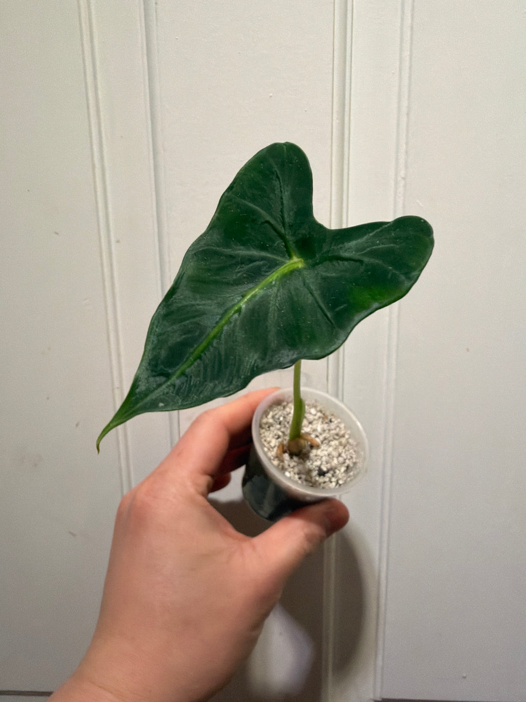 Alocasia Frydek Tattoo
