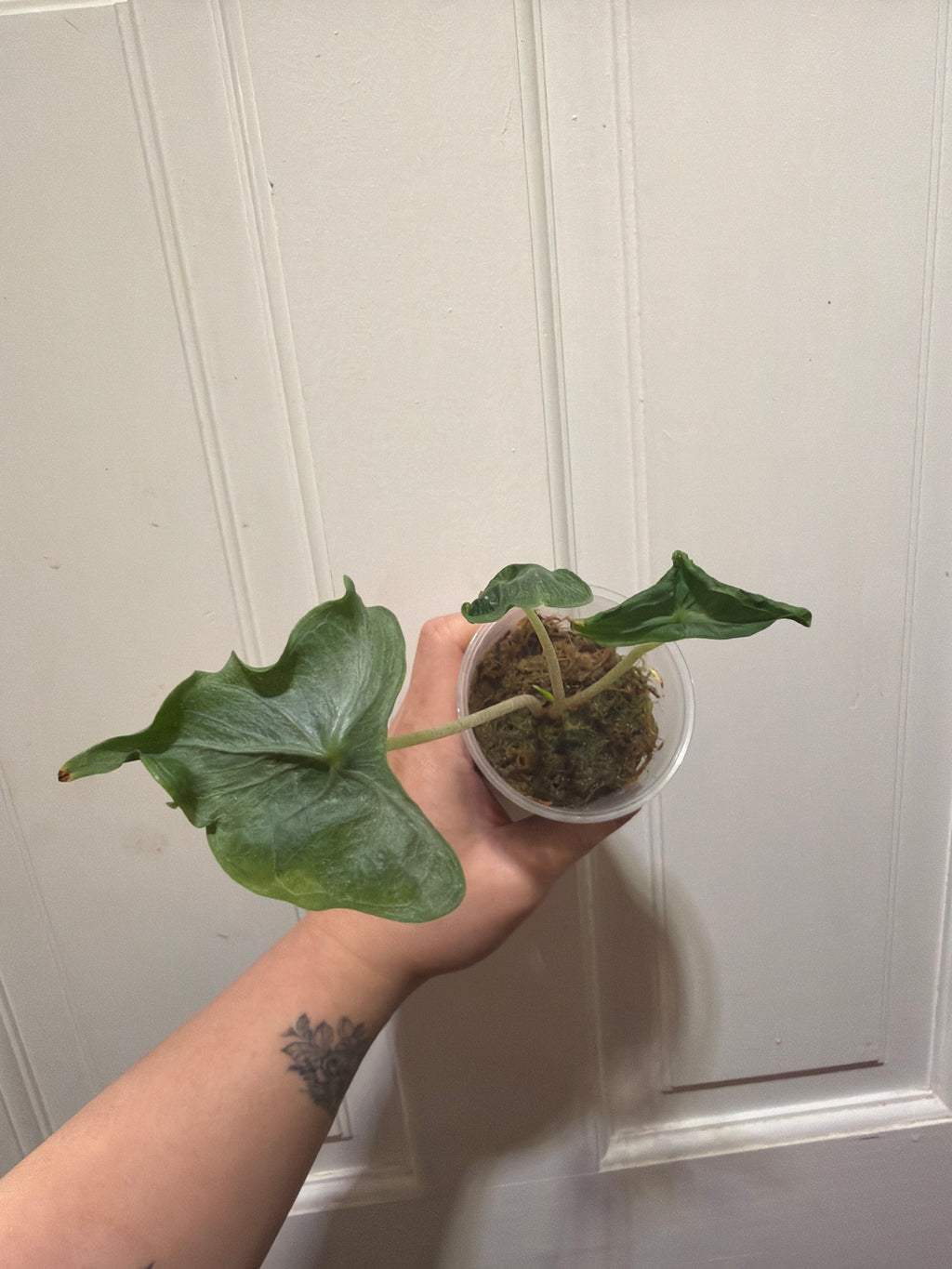 Alocasia Holy Grail