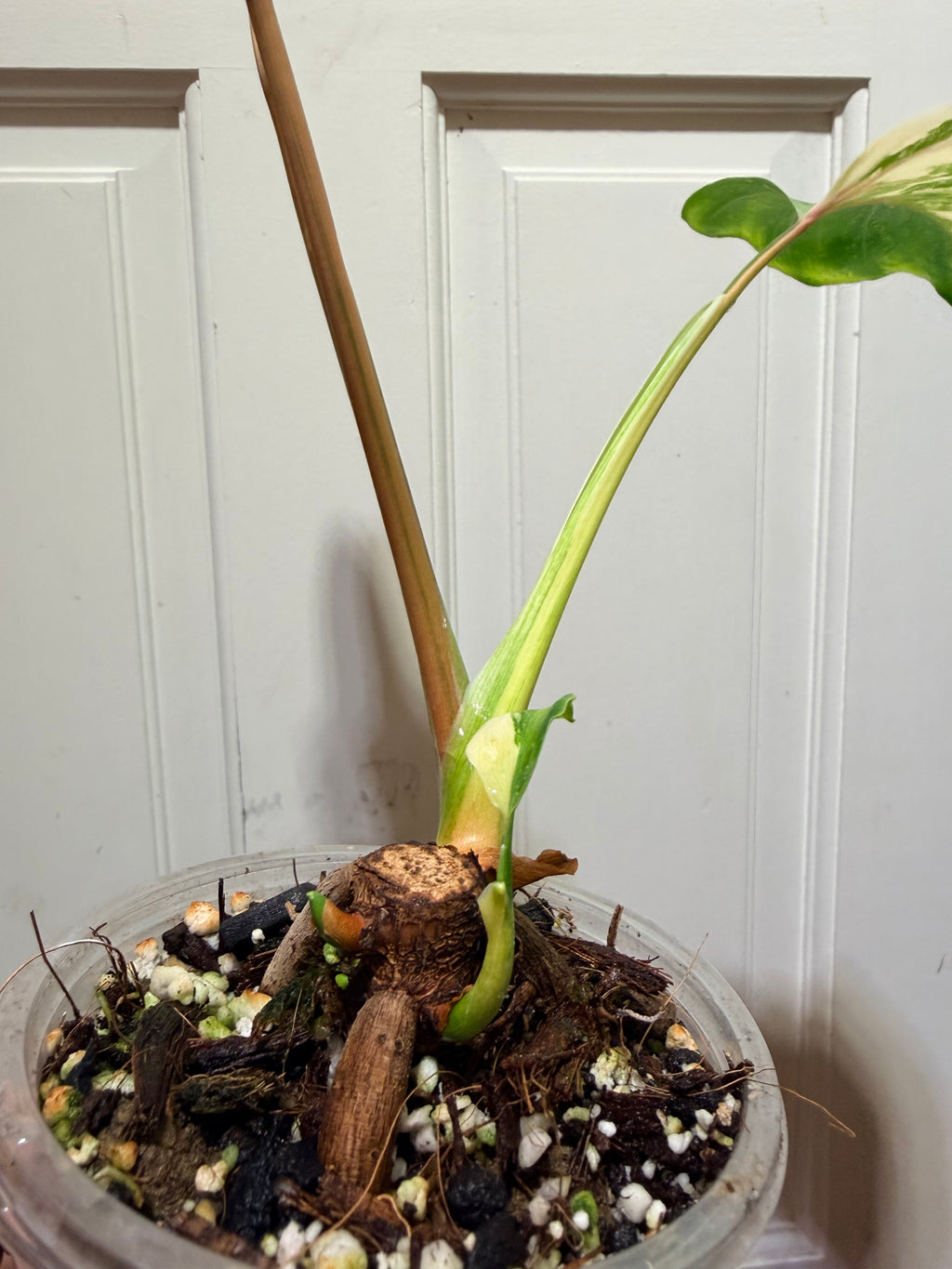 Philodendron Williamsii Variegated