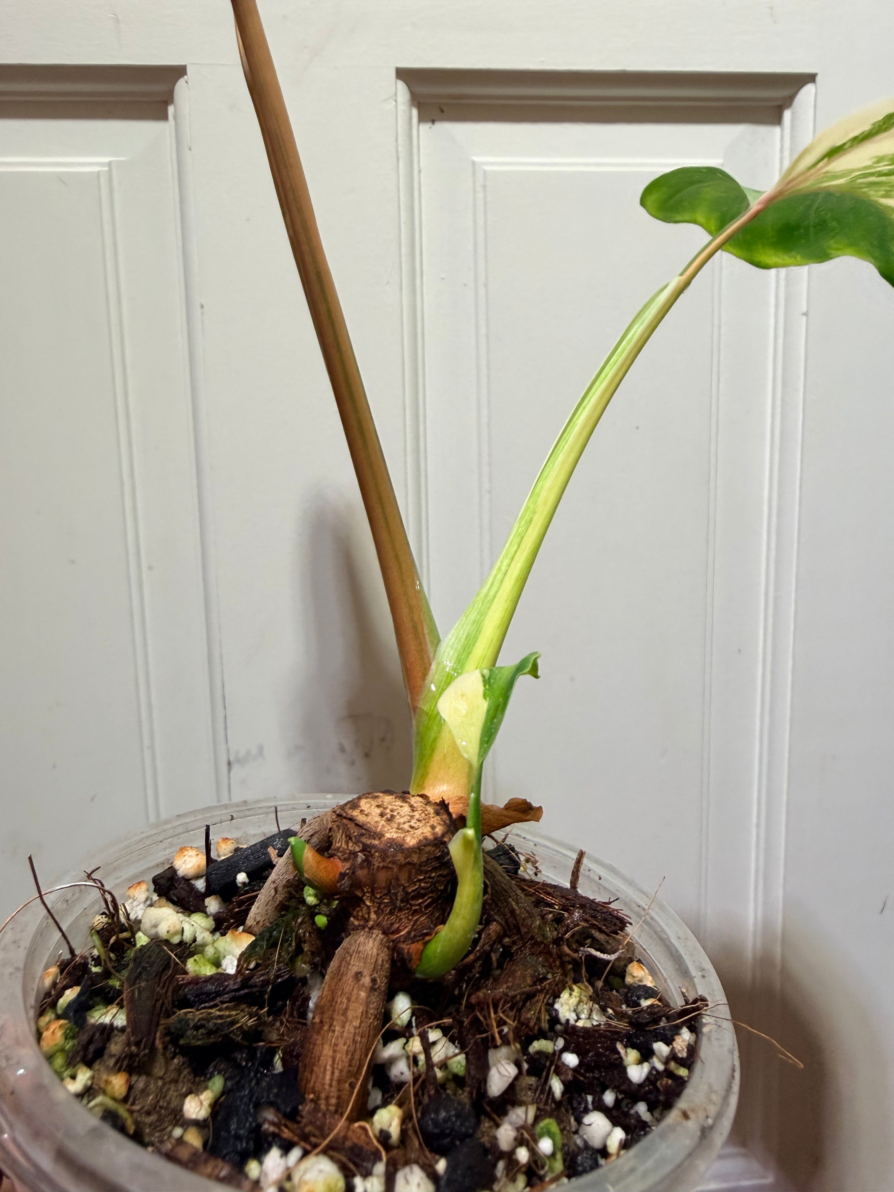 Philodendron Williamsii Variegated