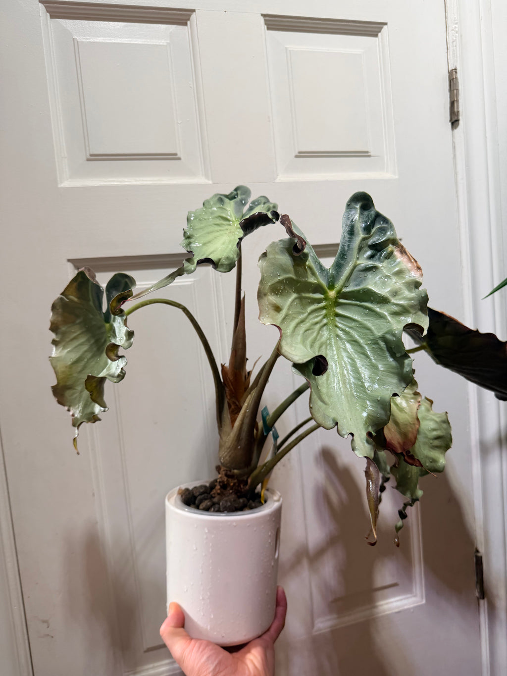 Alocasia Venom Corm
