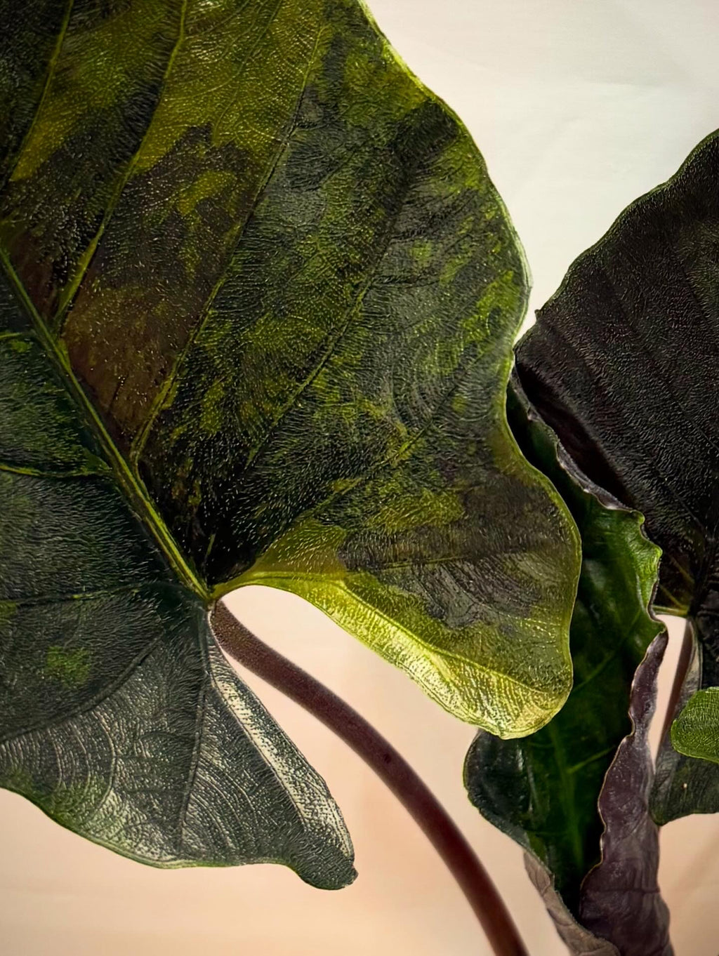 Alocasia Antoro Velvet Aurea Corm