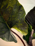 Alocasia Antoro Velvet Aurea
