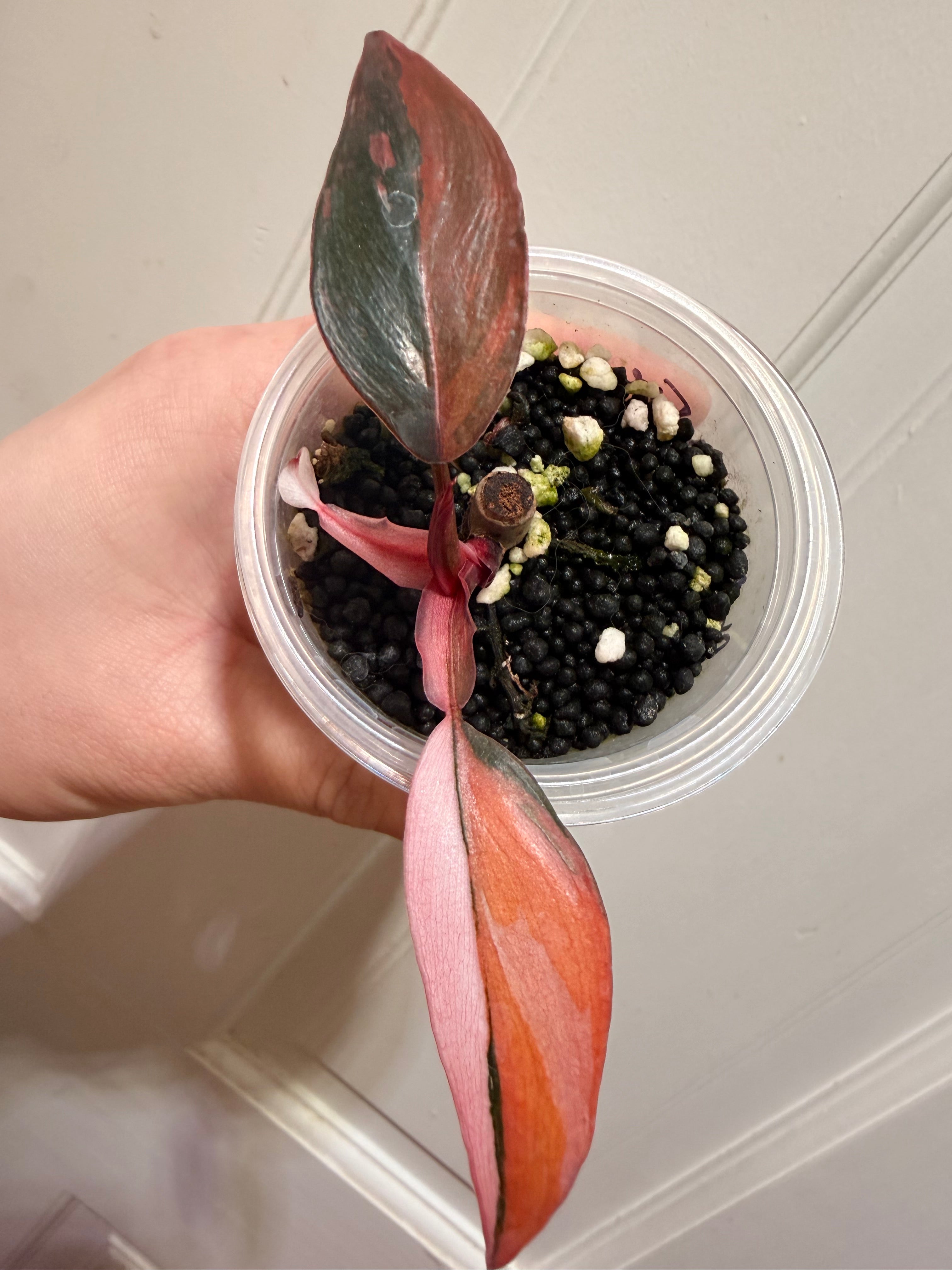 Philodendron Princess of Fire