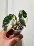 Alocasia Black Velvet Pink