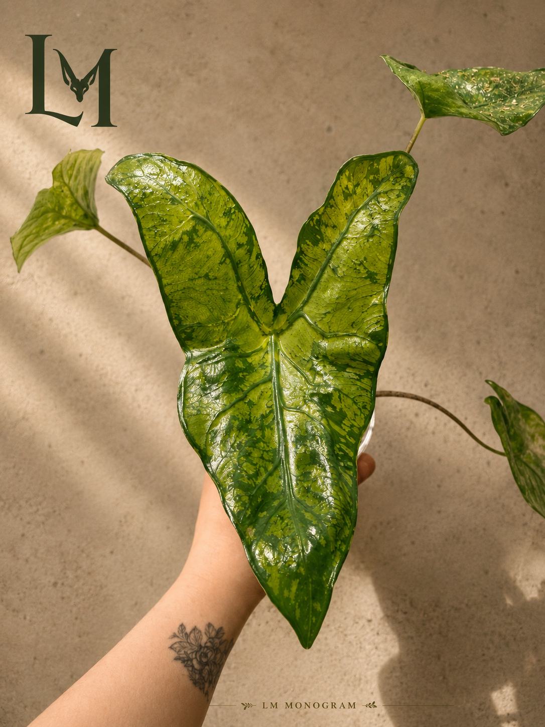 Alocasia Dragon Glass Corm