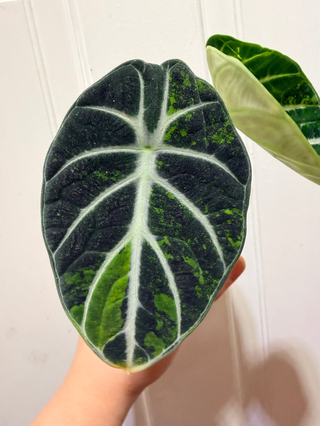 Alocasia Ninja Aurea
