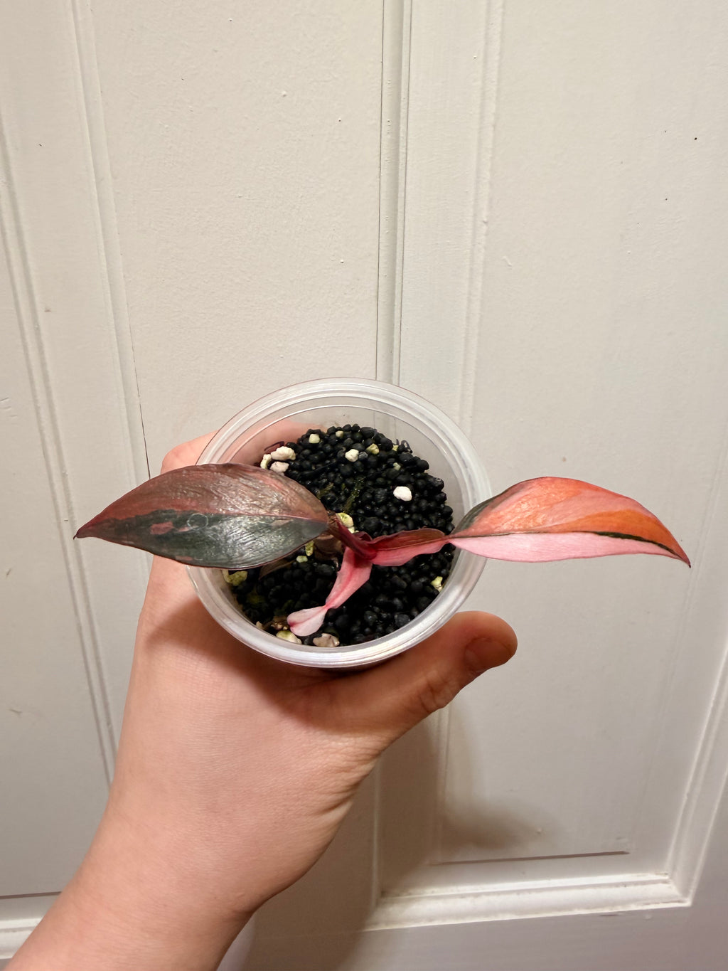Philodendron Princess of Fire