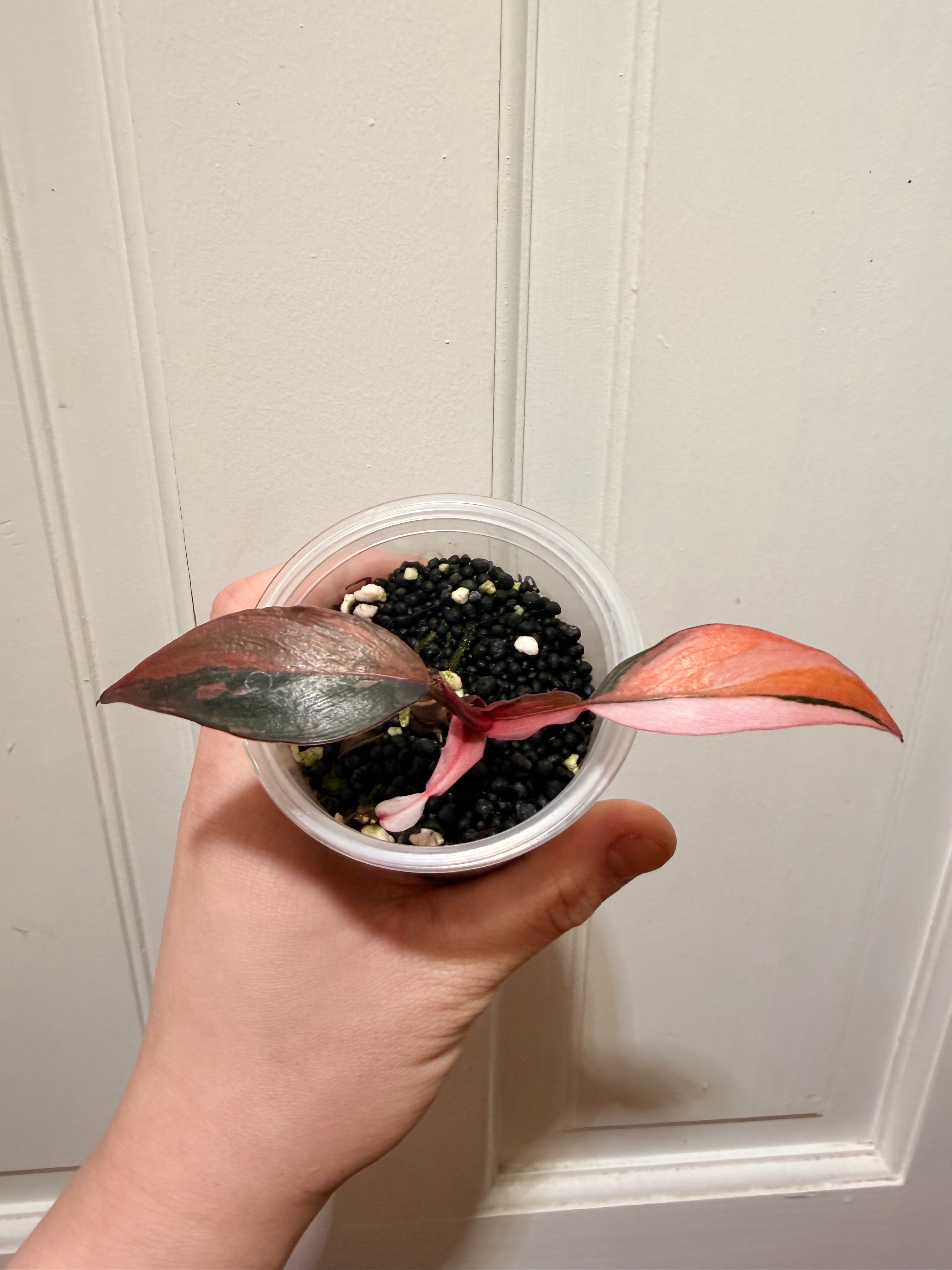 Philodendron Princess of Fire