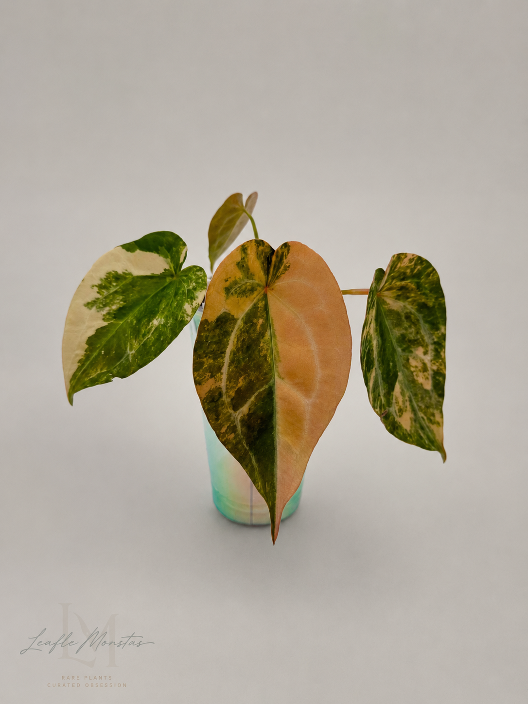 Anthurium Forgetii Variegated (Aussie Clone)