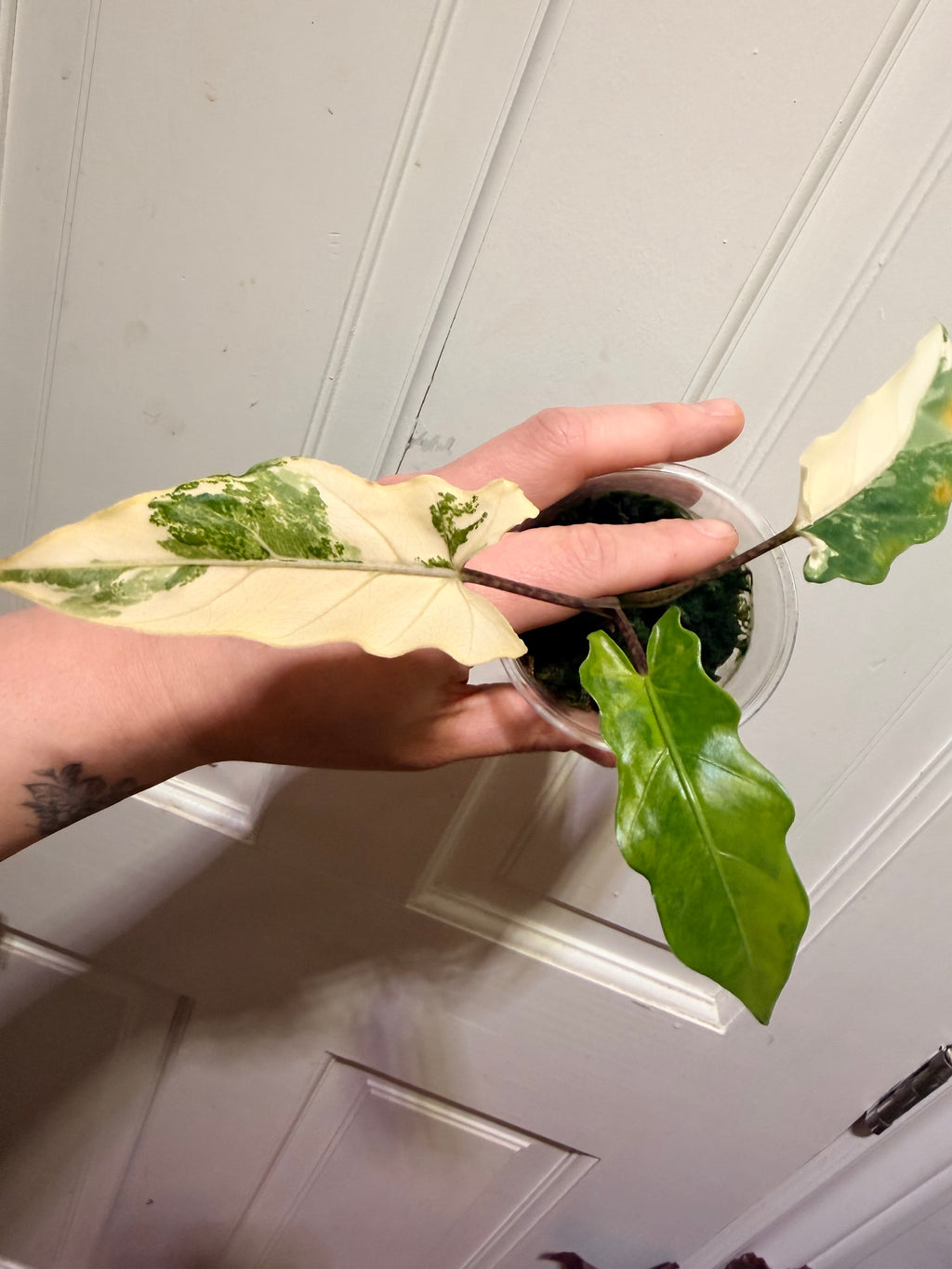 Alocasia Lauterbachiana Albo