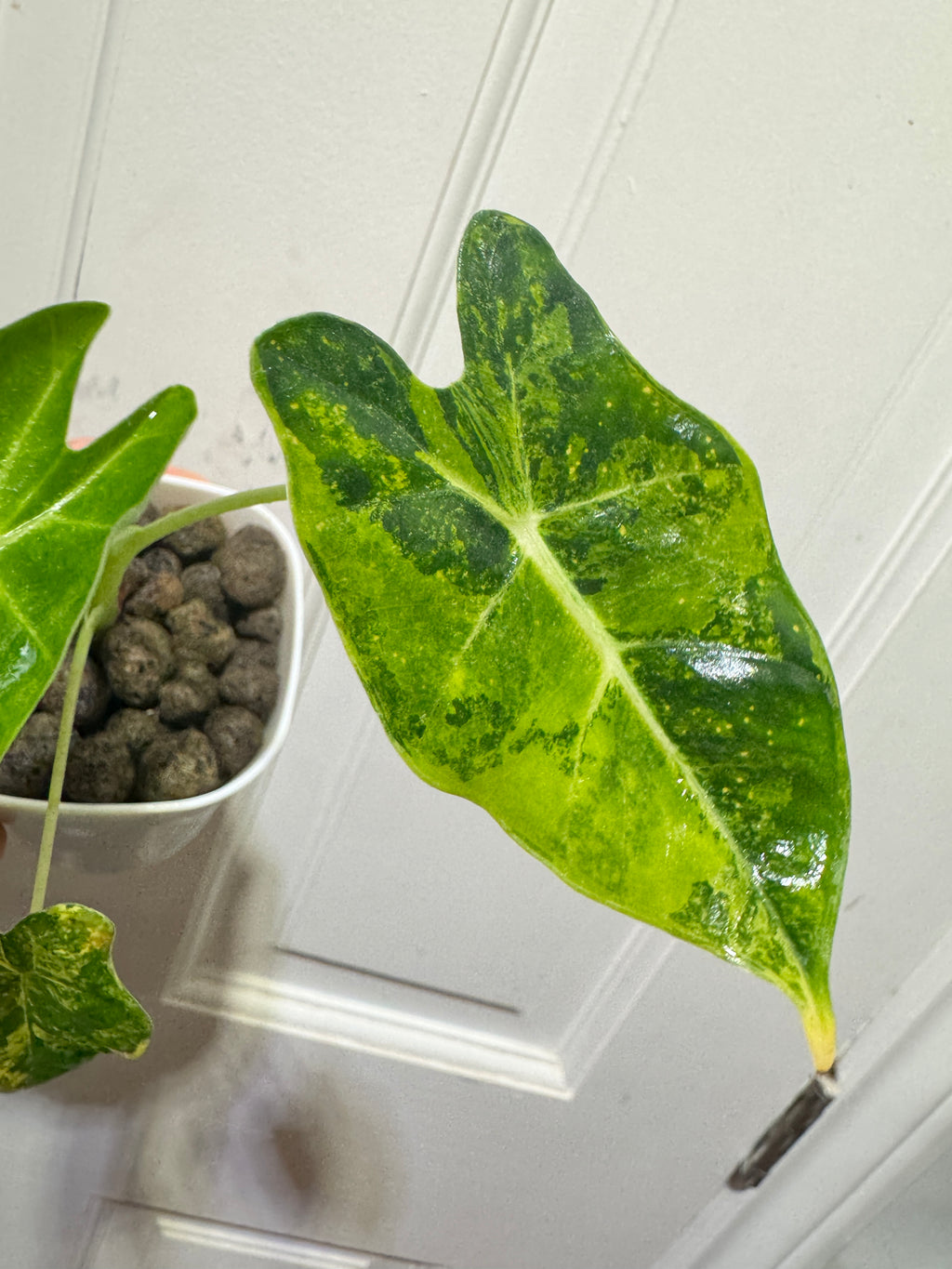 Alocasia Frydek Aurea