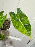 Alocasia Frydek Aurea
