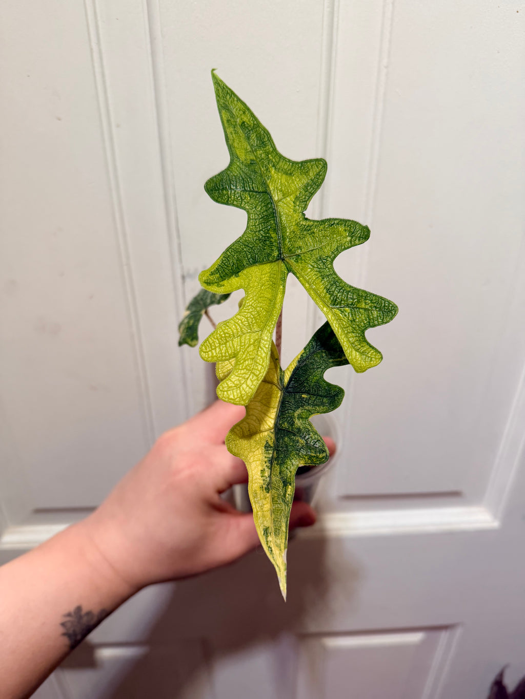 Alocasia Jacklyn Aurea