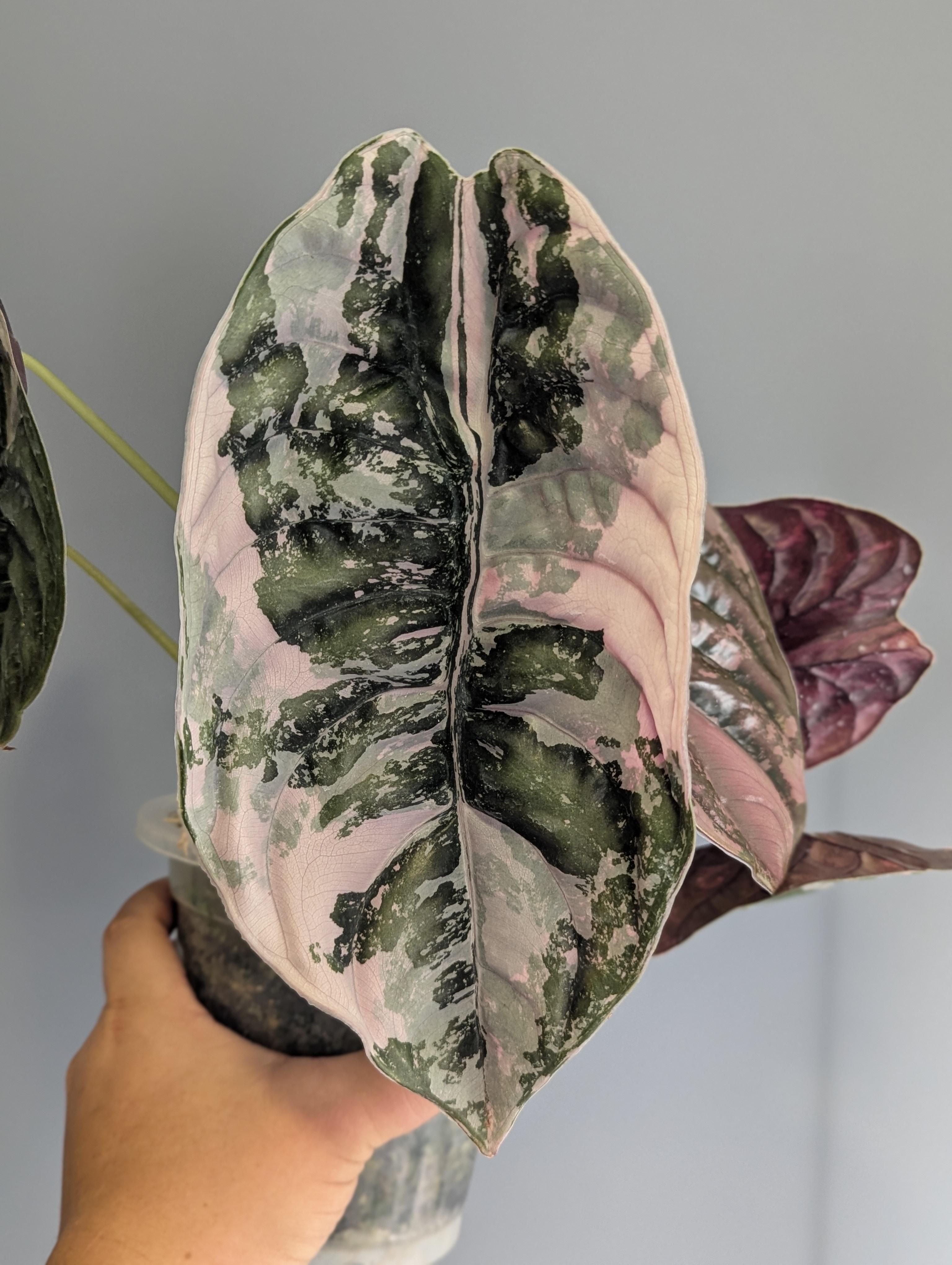Alocasia Cuprea True Pink