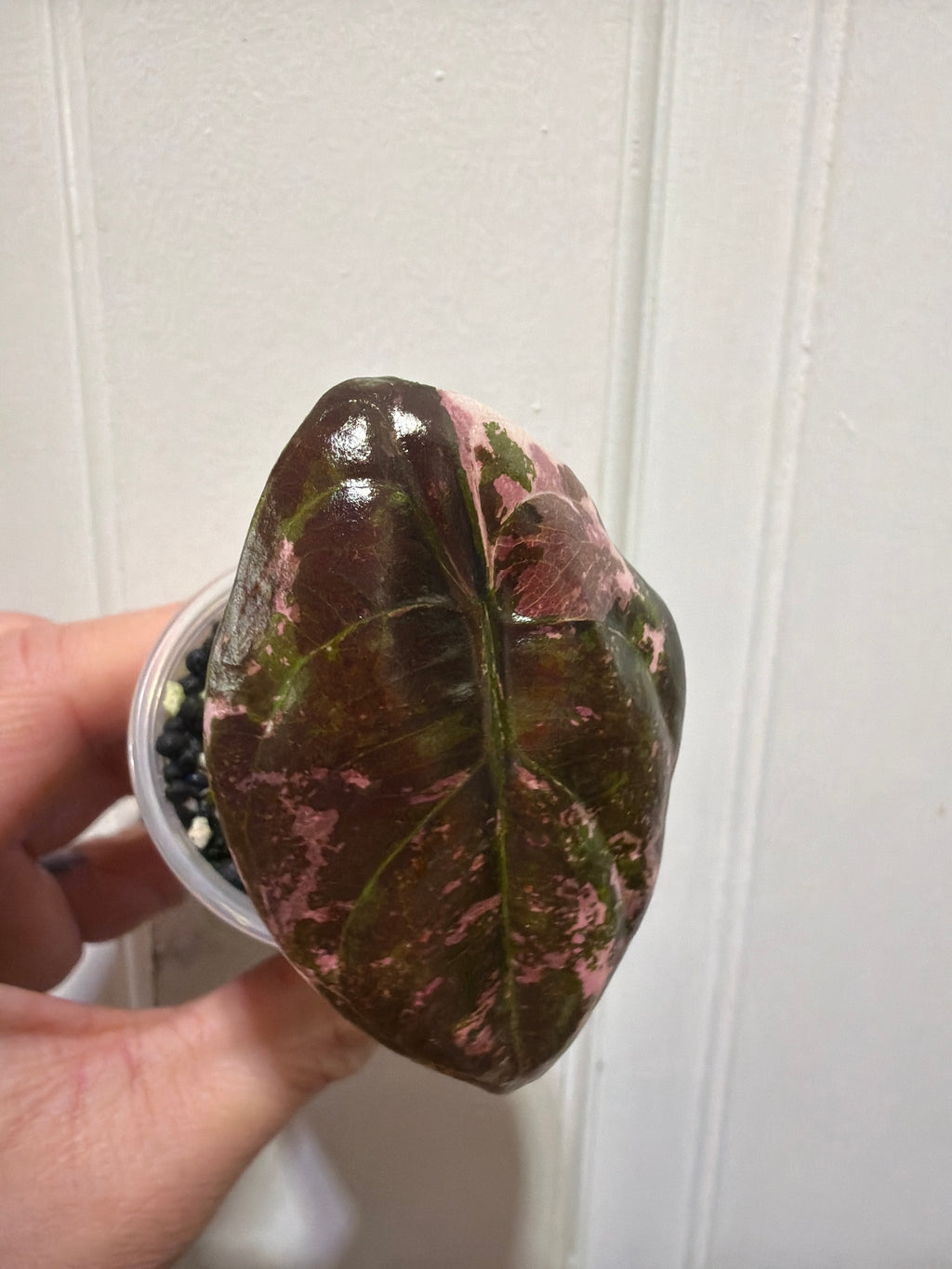 Alocasia Cuprea True Pink