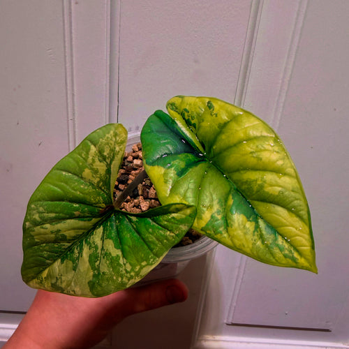 Alocasia Bisma Aurea (Platinum Aurea)