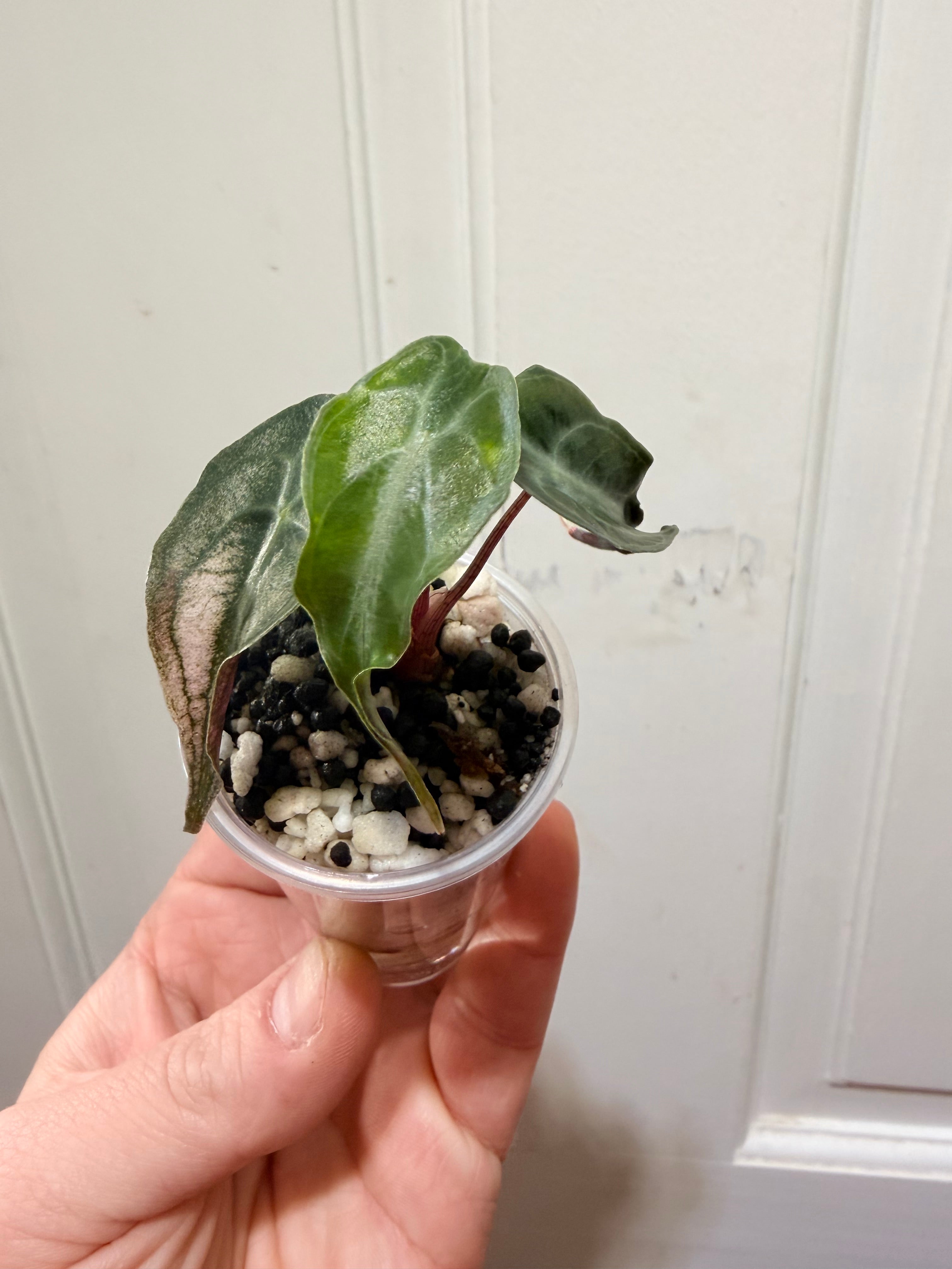 Alocasia Venom