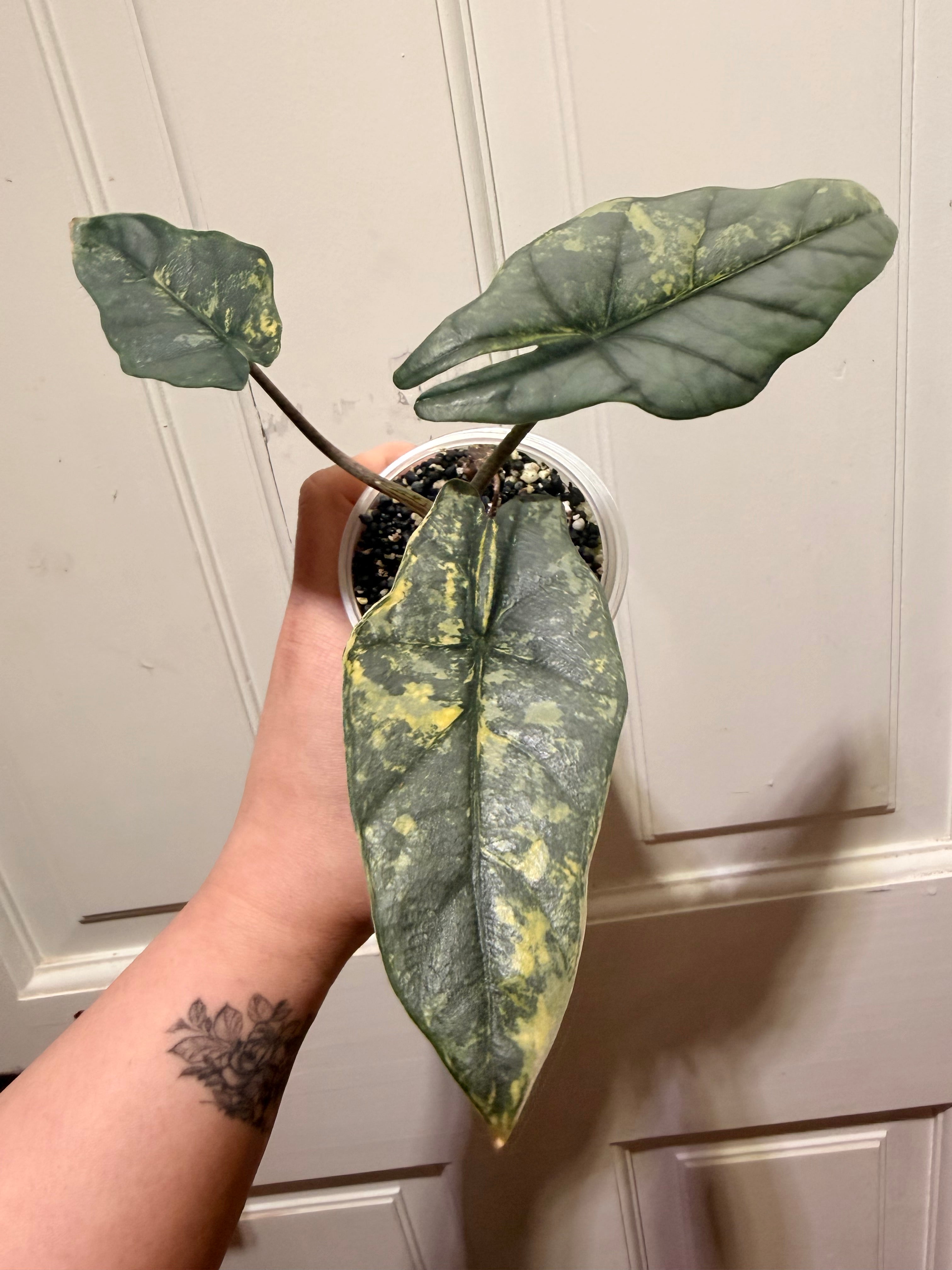Metalic Blue Aurea Corm – Rare Variegated Alocasia (Canada)