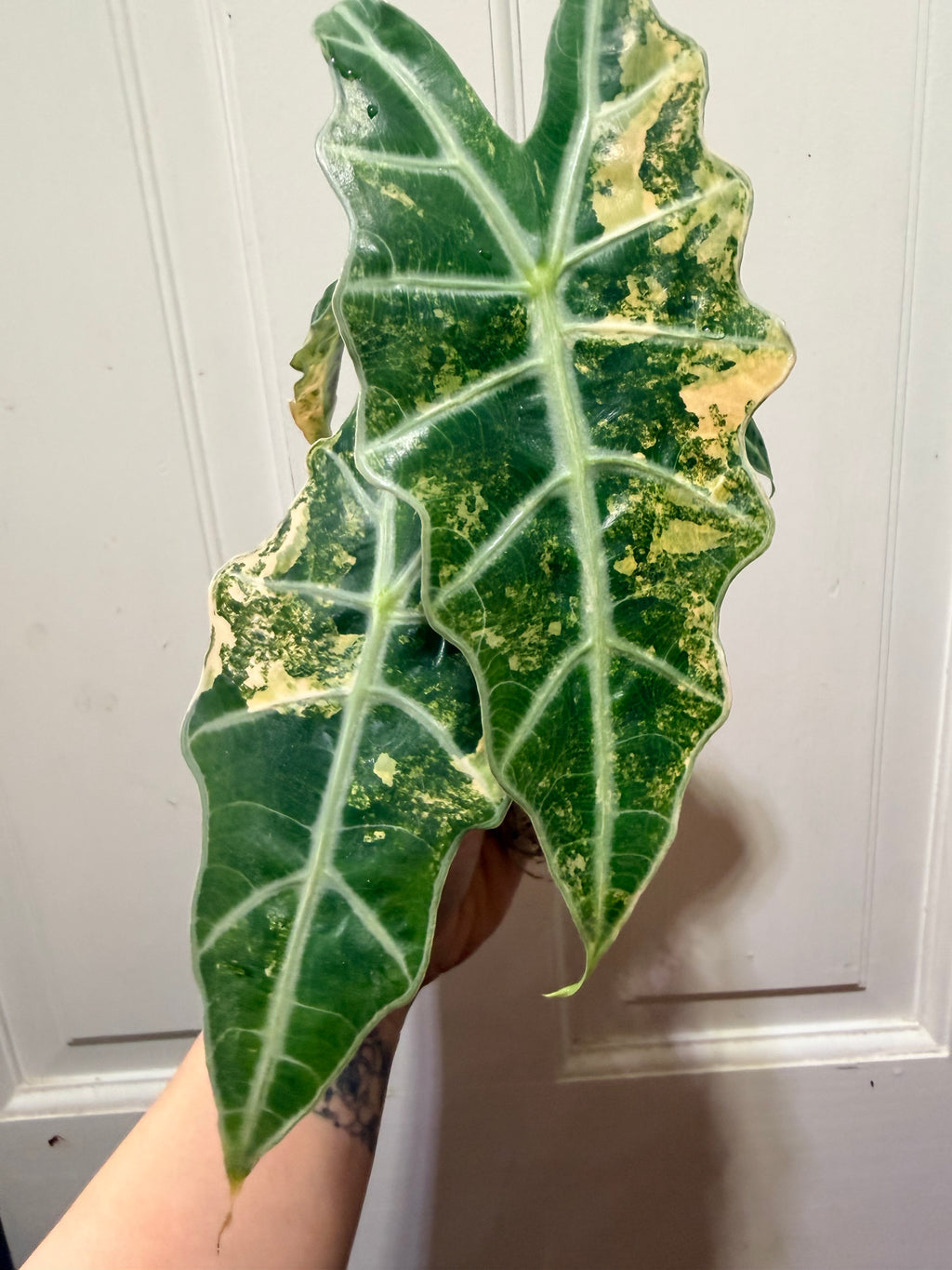 Alocasia Polly Aurea Corm