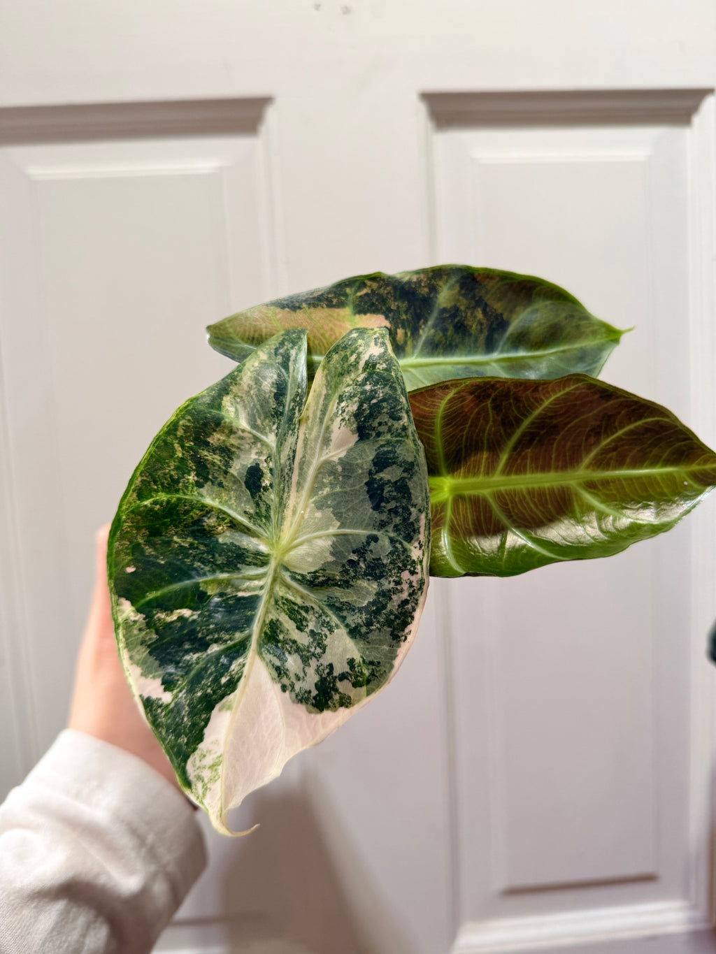 Nairobi Night Albo – Rare Variegated Alocasia (Canada)