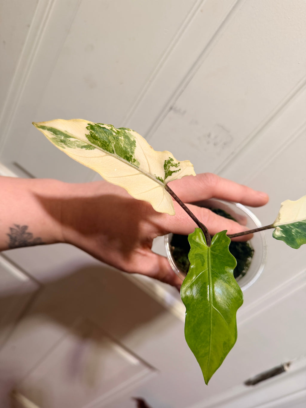 Alocasia Lauterbachiana Albo