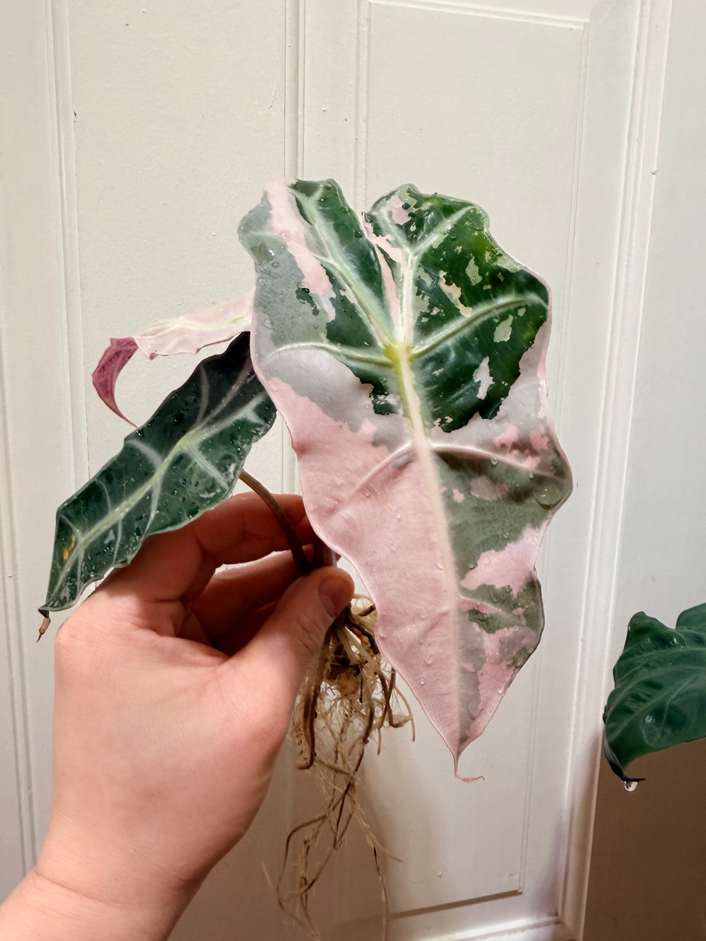 Alocasia Polly Pink Albo Corms