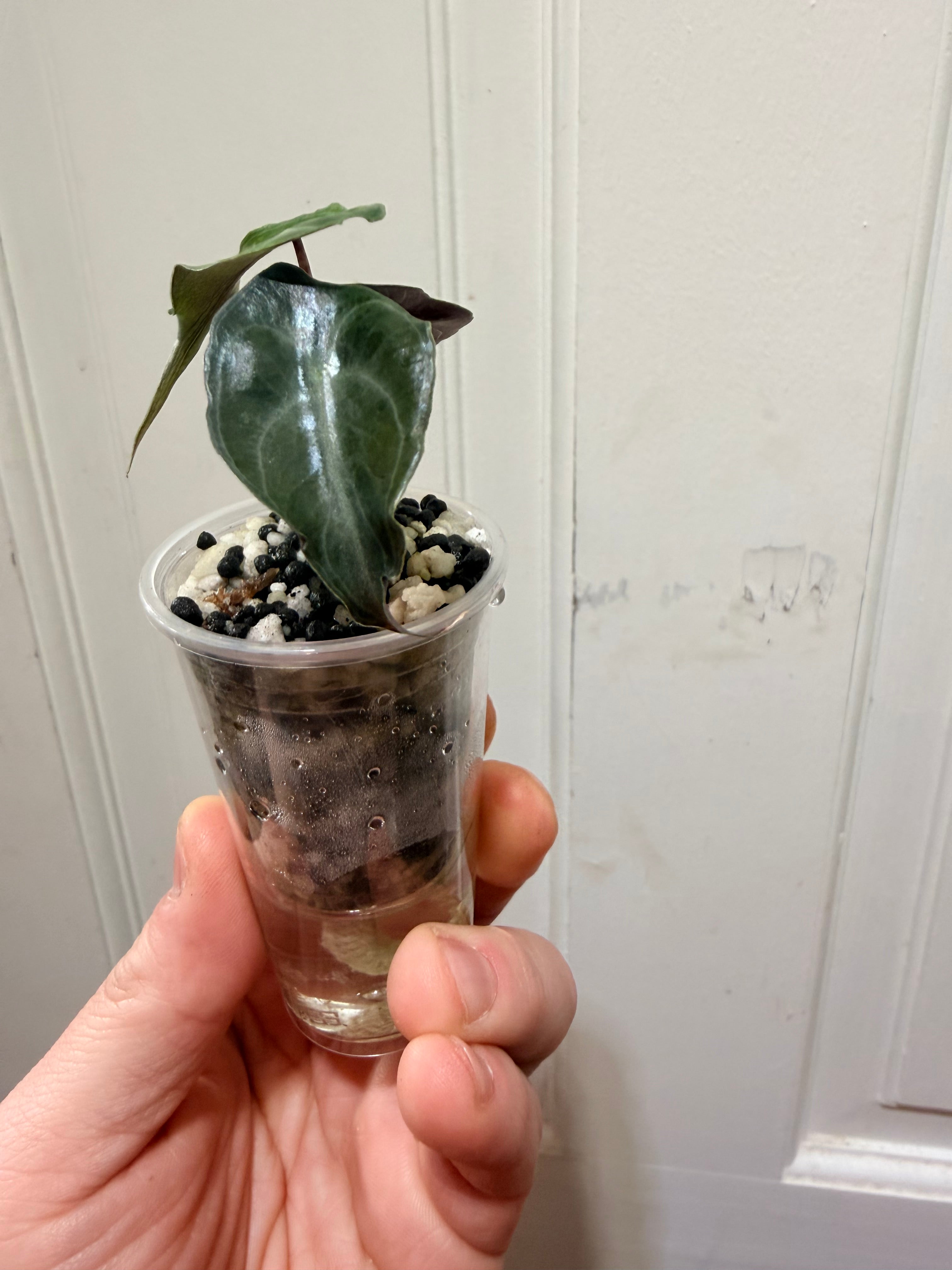 Alocasia Venom