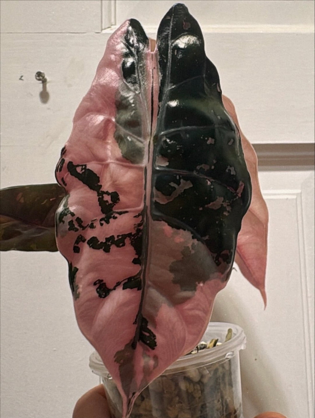 Alocasia Chantrieri Pink Corm