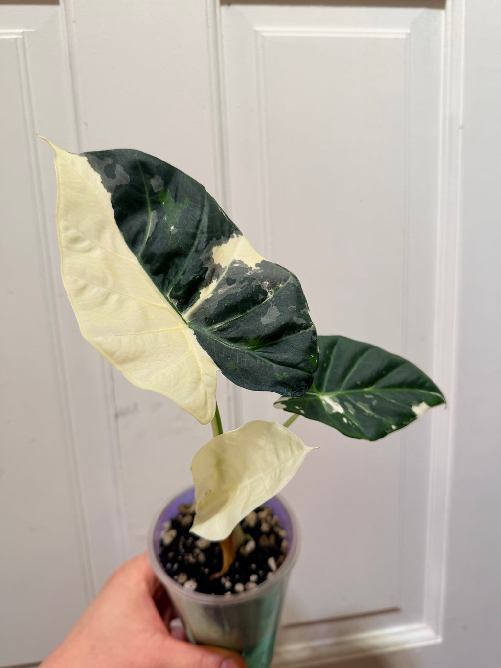 Alocasia Regal Shield Albo Corm