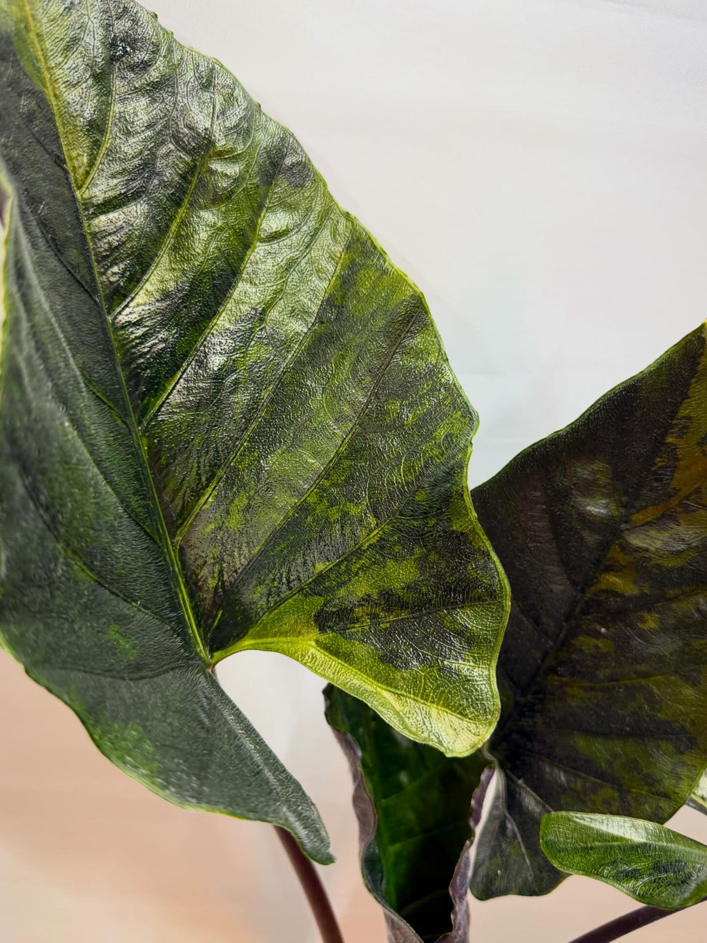 Alocasia Antoro Velvet Aurea Corm