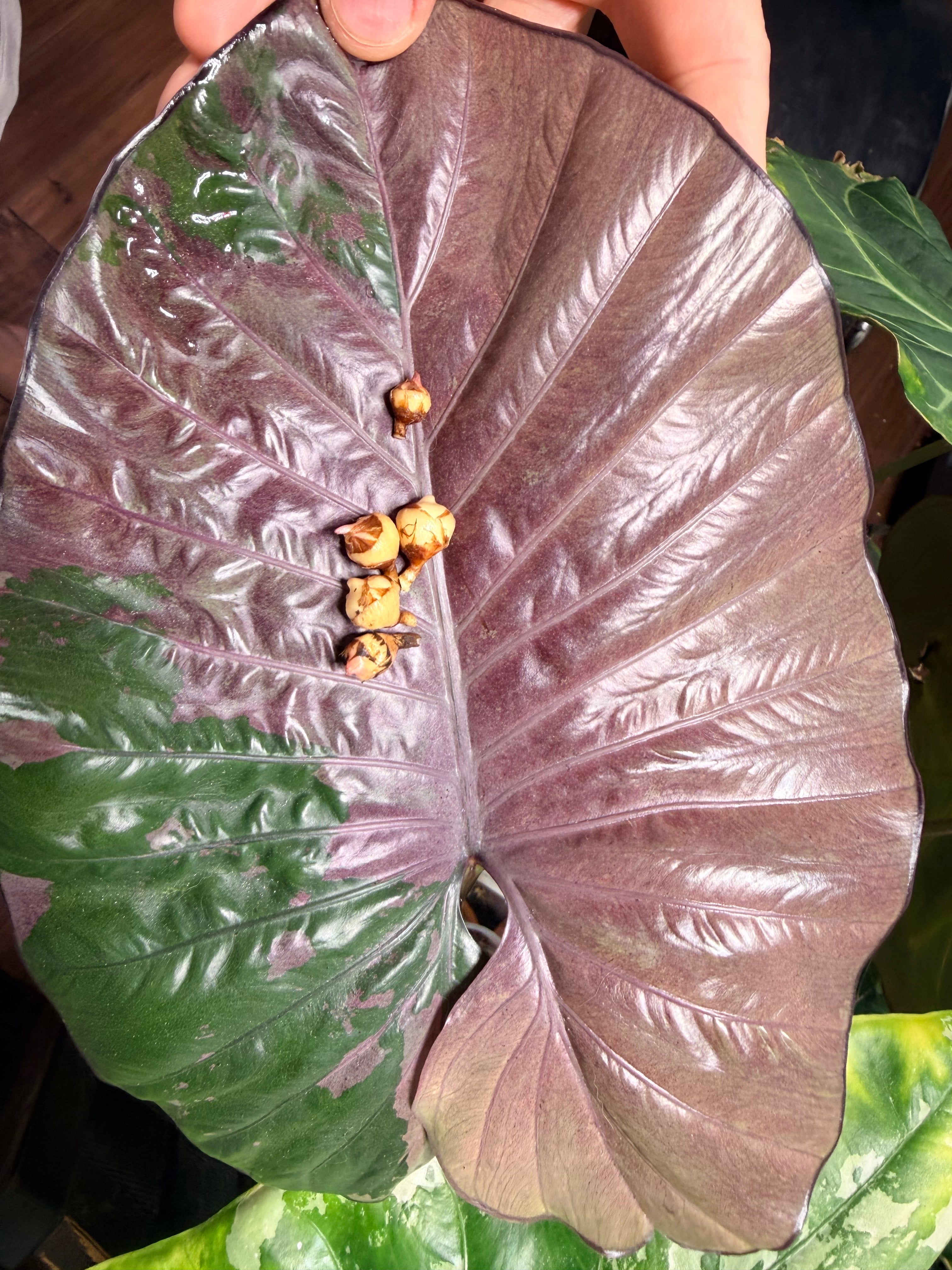 Alocasia Serendipity Pink Corm