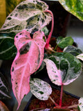 Anthurium Pink Monster