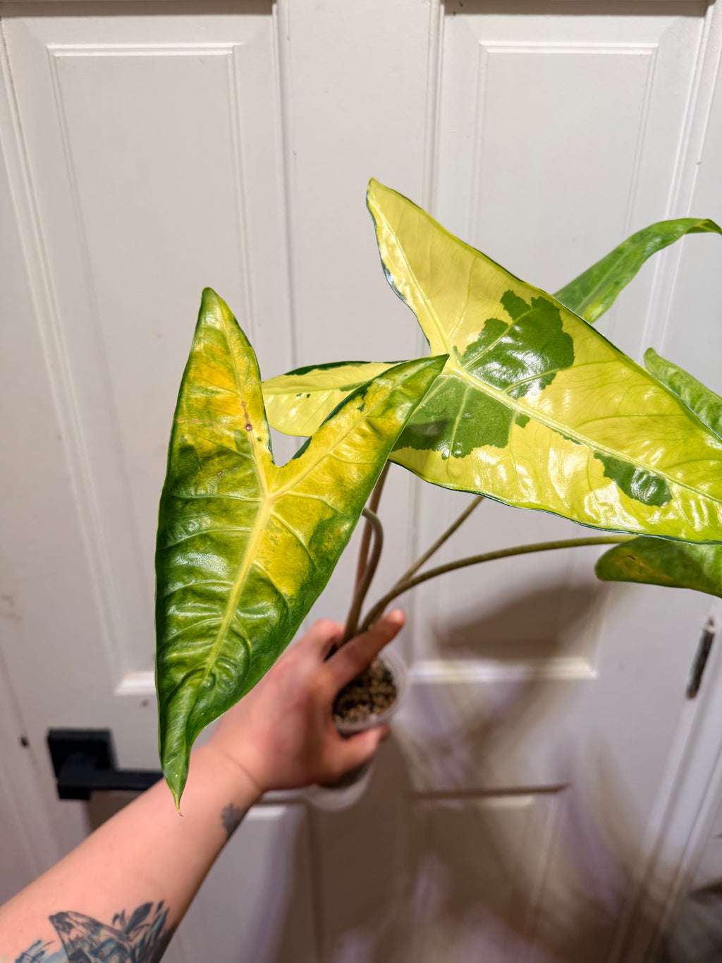 Alocasia Longiloba Lava Corms