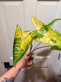 Alocasia Longiloba Lava Corms