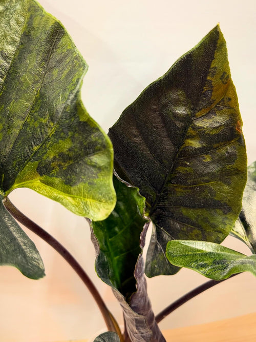 Alocasia Antoro Velvet Aurea