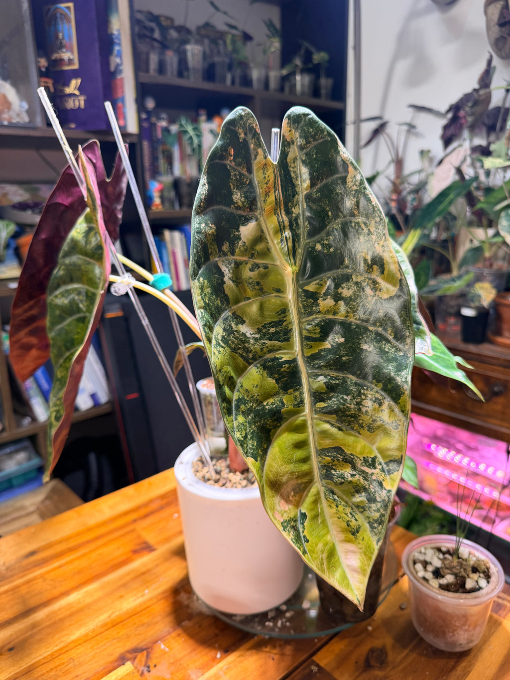 Alocasia Sedenii Aurea Corm
