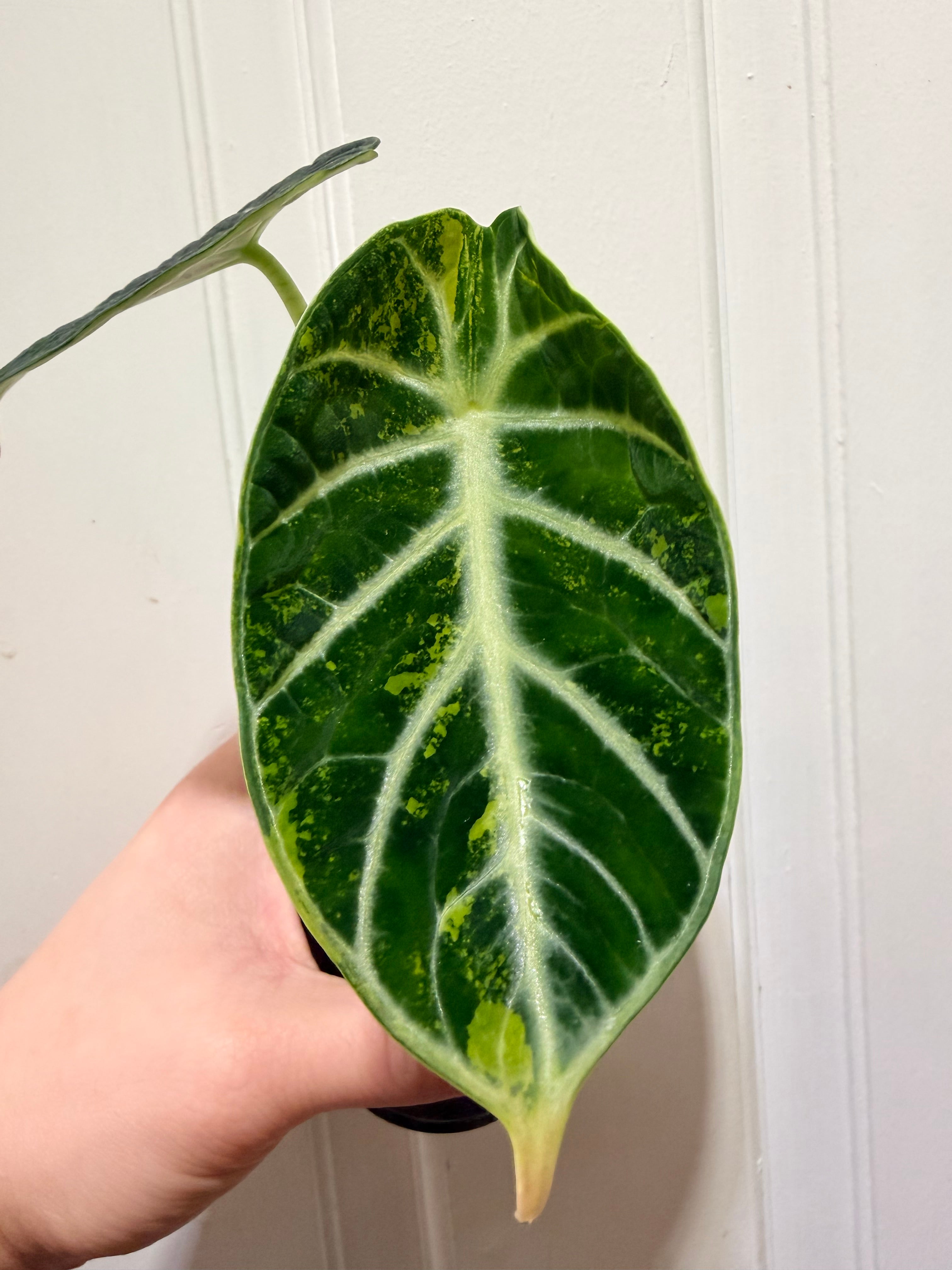 Alocasia Ninja Aurea