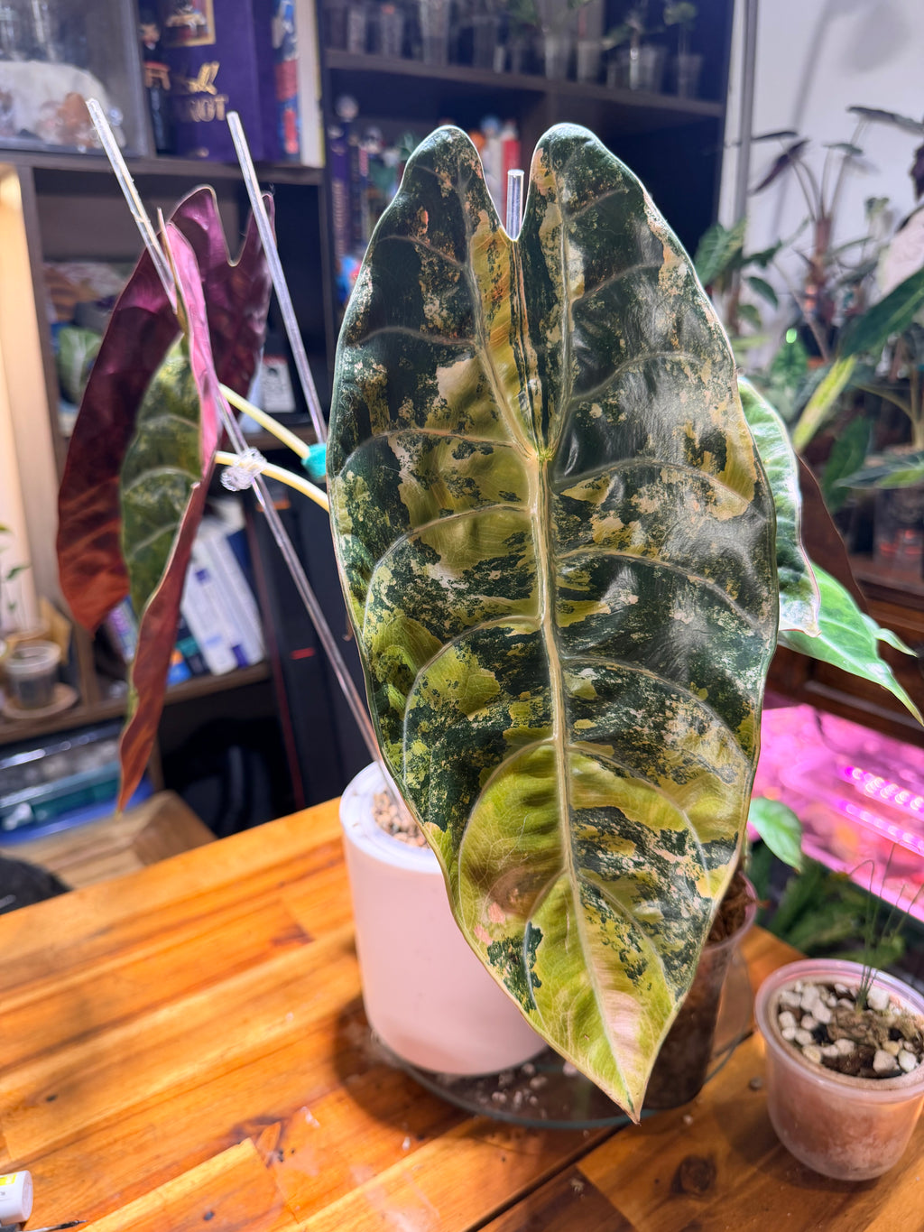 Alocasia Sedenii Aurea Corm