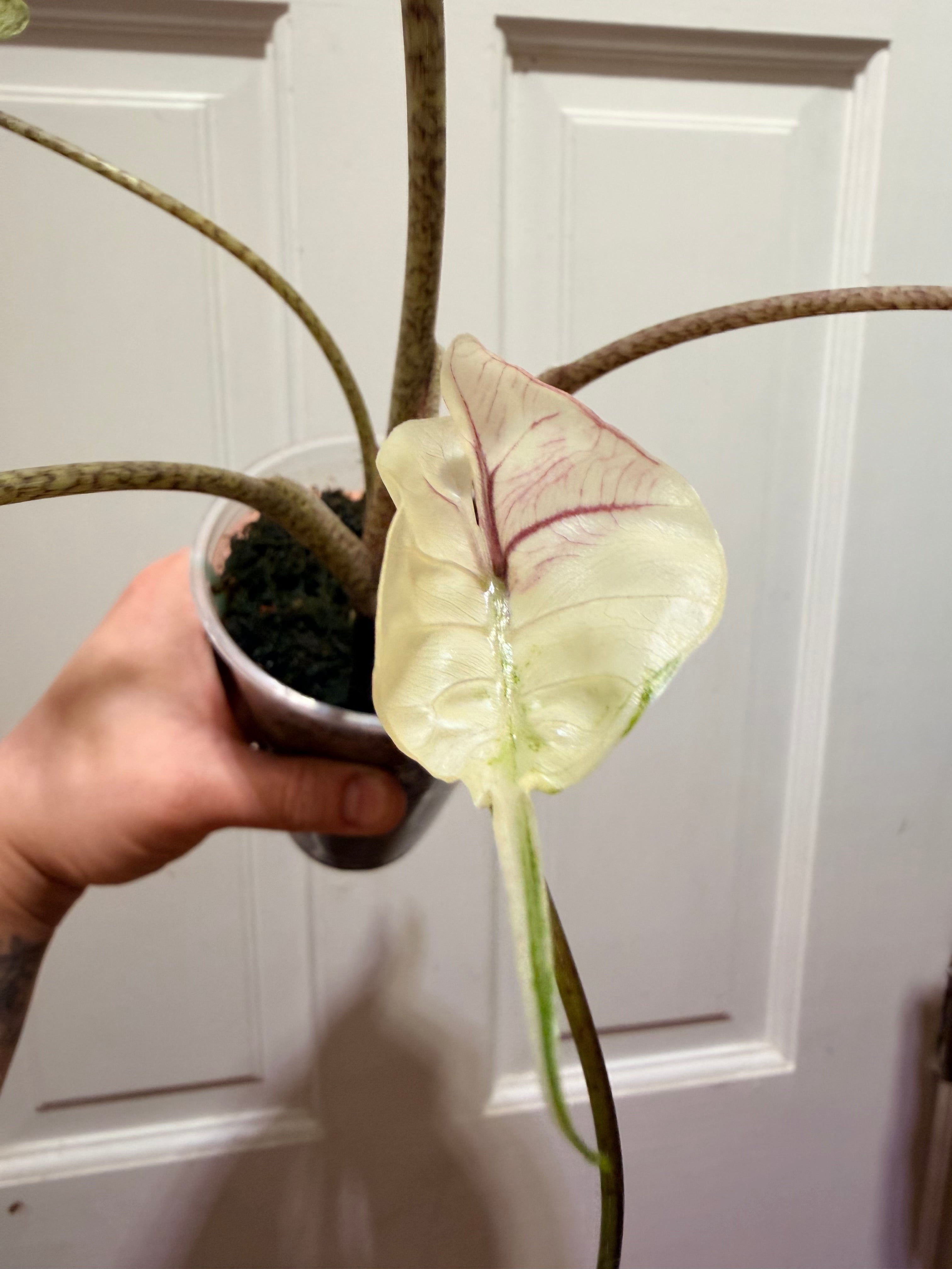 Alocasia Stingray Albo Pink