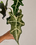 Alocasia Nobilis Frozen Ghost corm